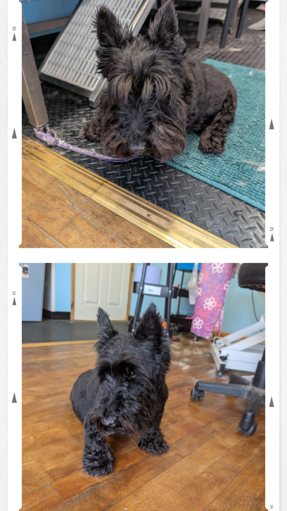 Groomer with a happy freshly groomed dog